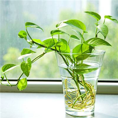 皇冠APP官方版下载安装手机app下载